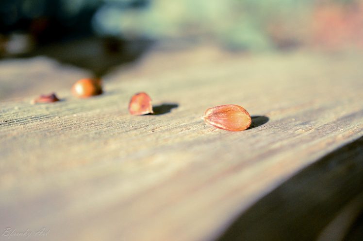 nuts, Wood HD Wallpaper Desktop Background