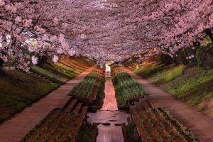 Japan, Yokohama, Cherry blossom, Garden