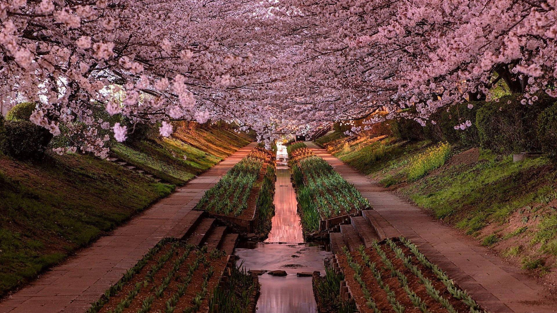 Japan, Yokohama, Cherry blossom, Garden Wallpaper