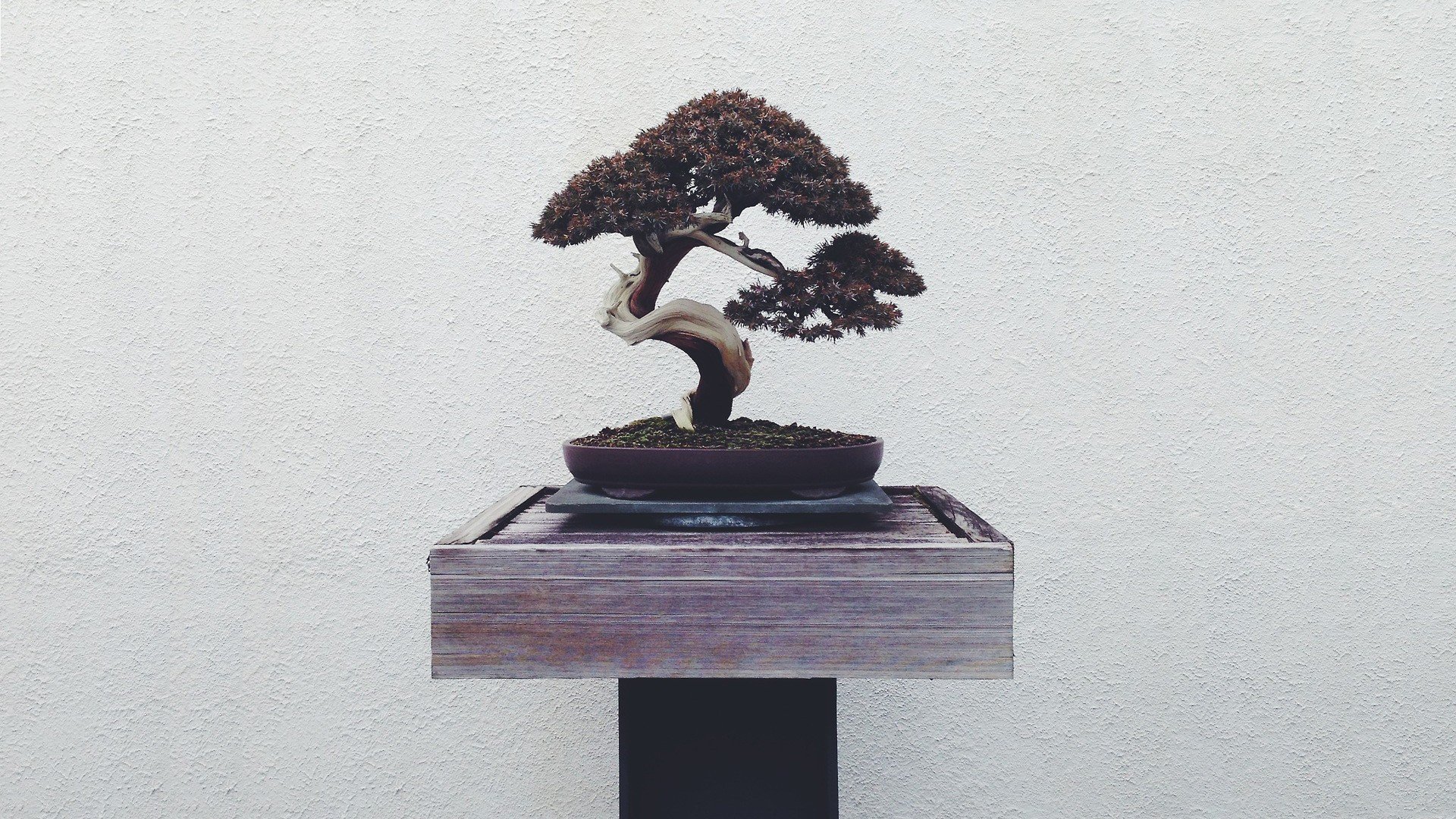 bonsai Wallpaper