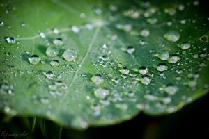 water drops, Macro, Leaves