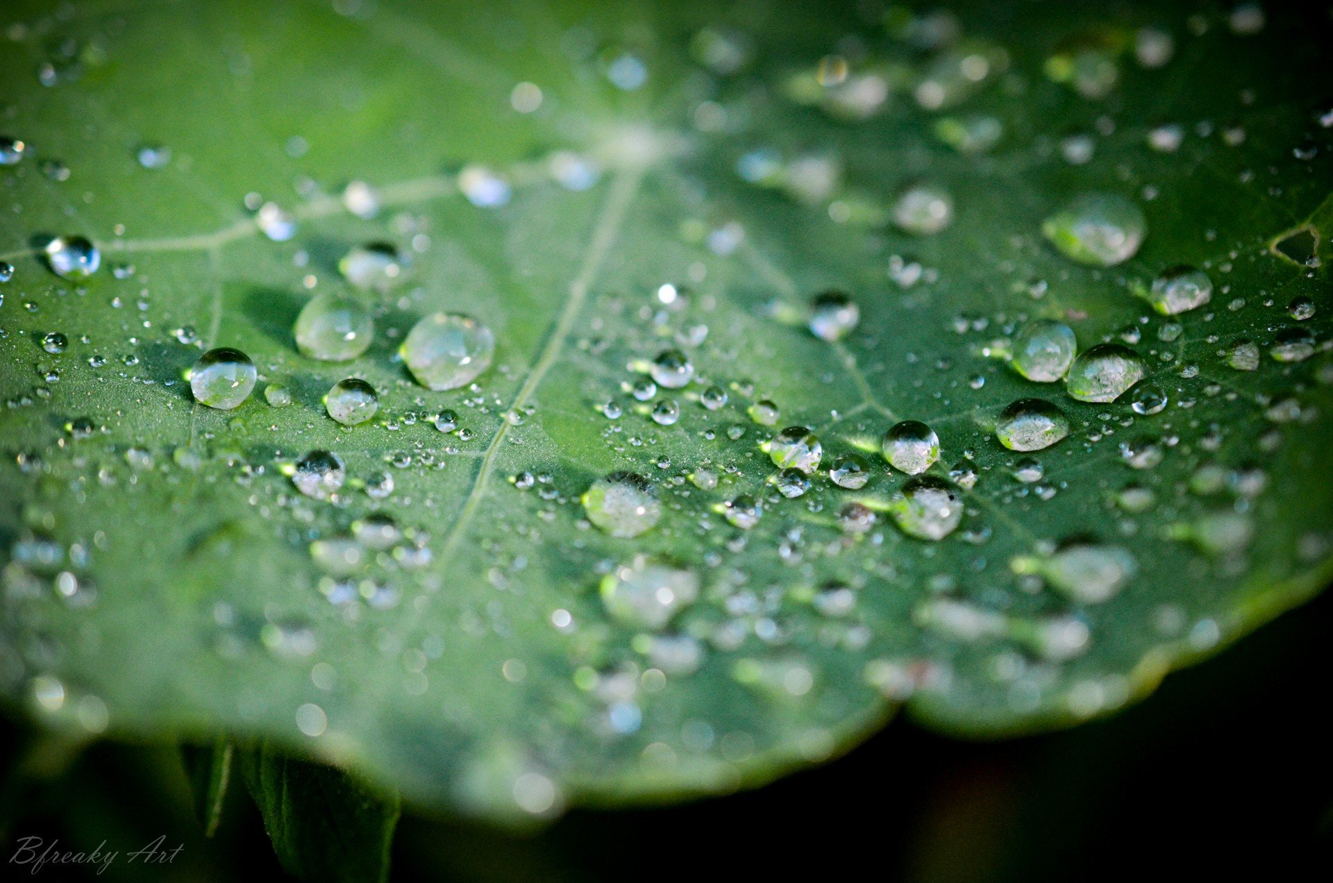 water drops, Macro, Leaves Wallpaper