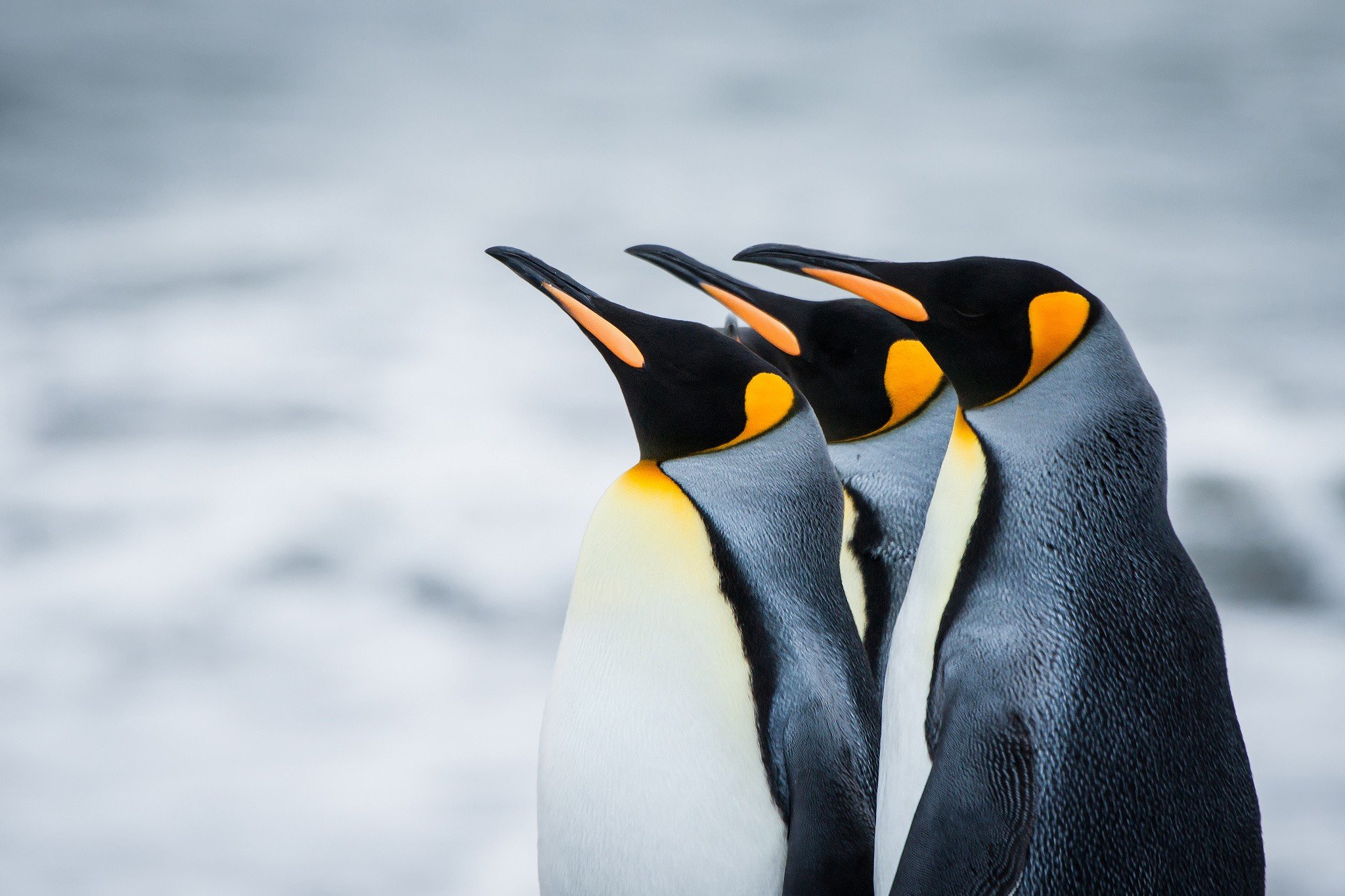 penguins Wallpaper