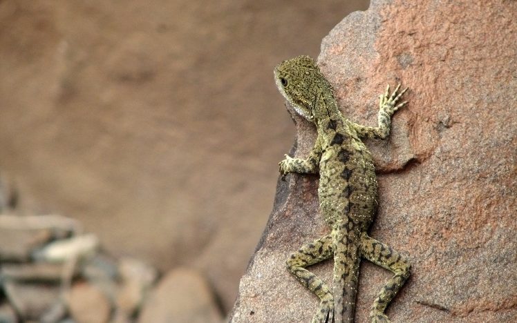 lizards HD Wallpaper Desktop Background