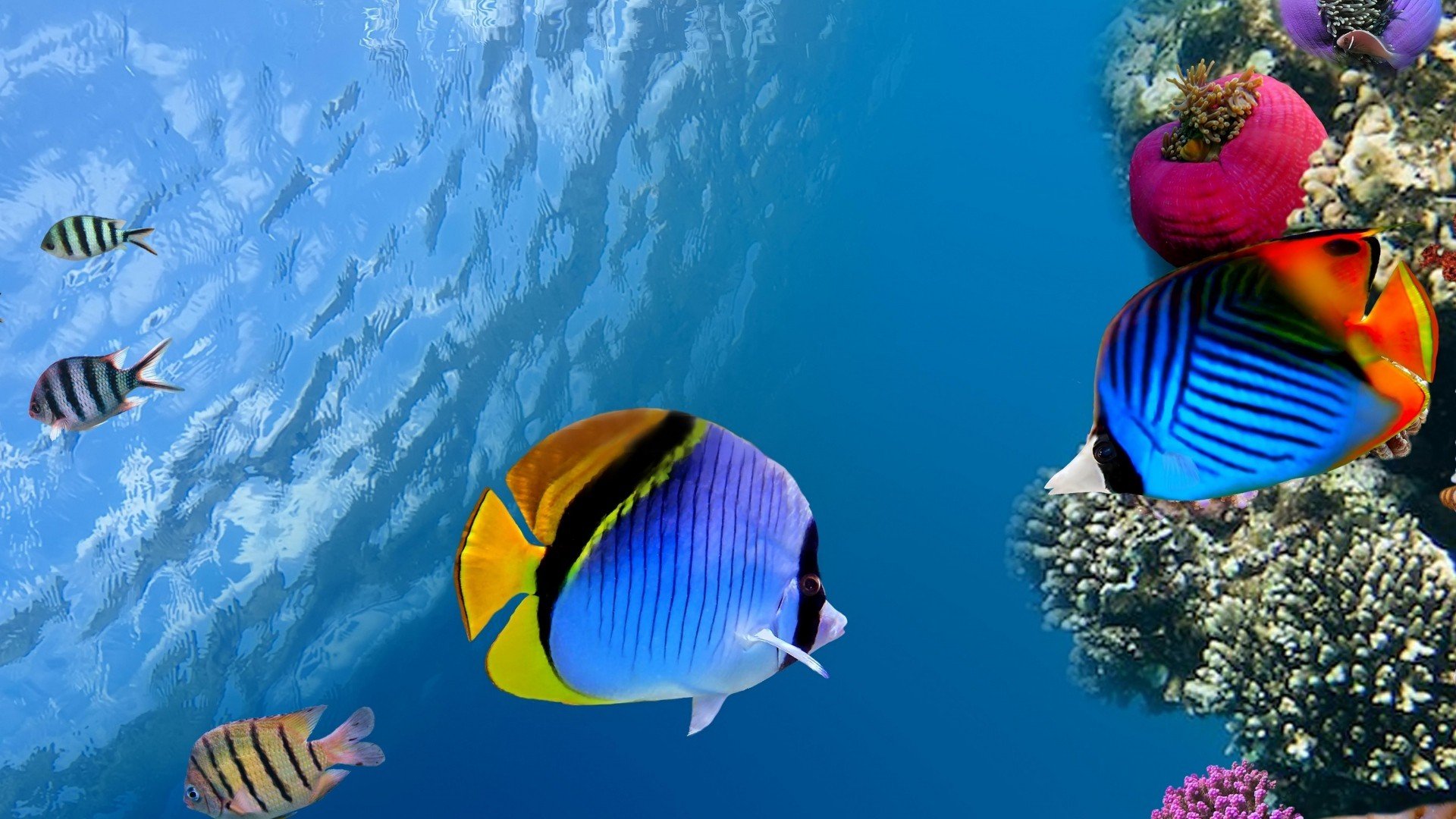 underwater Wallpaper