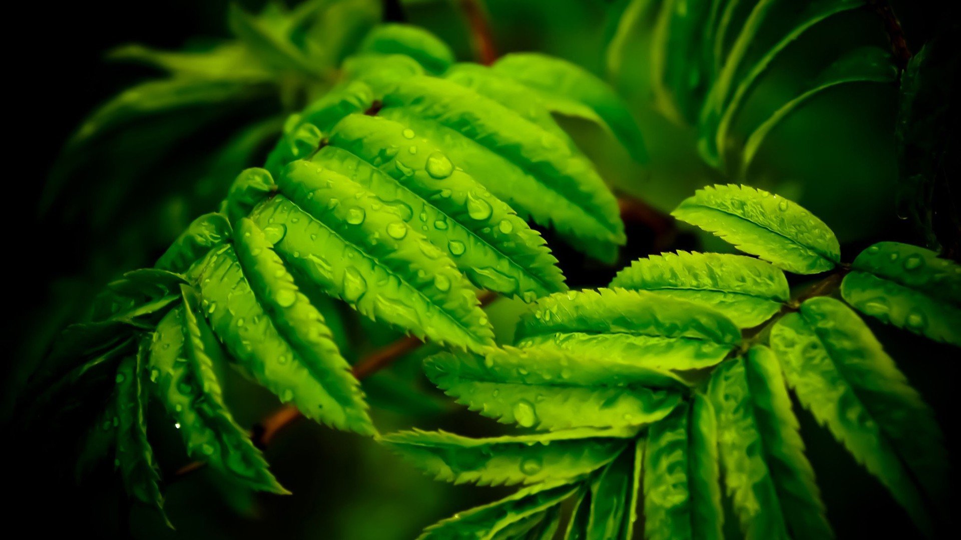 leaves Wallpaper