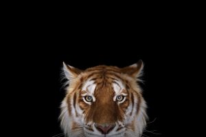 Bengal tigers, Wildlife, Simple background