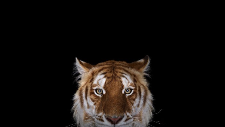 Bengal tigers, Wildlife, Simple background HD Wallpaper Desktop Background
