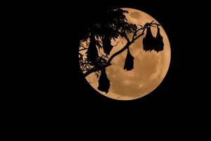 moon, Bats, Night, Simple background