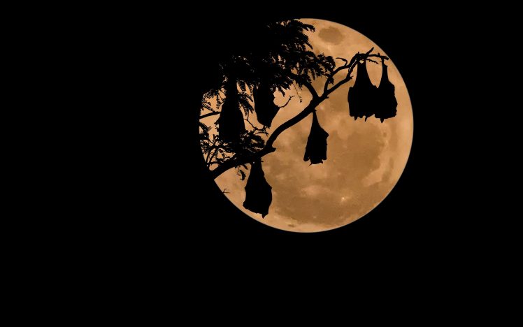 moon, Bats, Night, Simple background HD Wallpaper Desktop Background