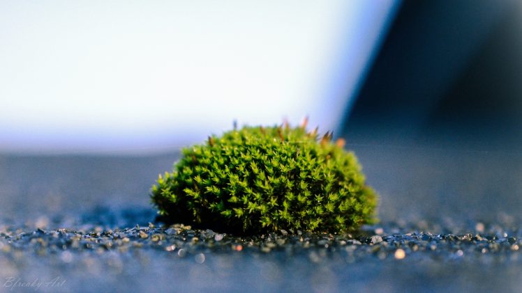 moss, Macro HD Wallpaper Desktop Background