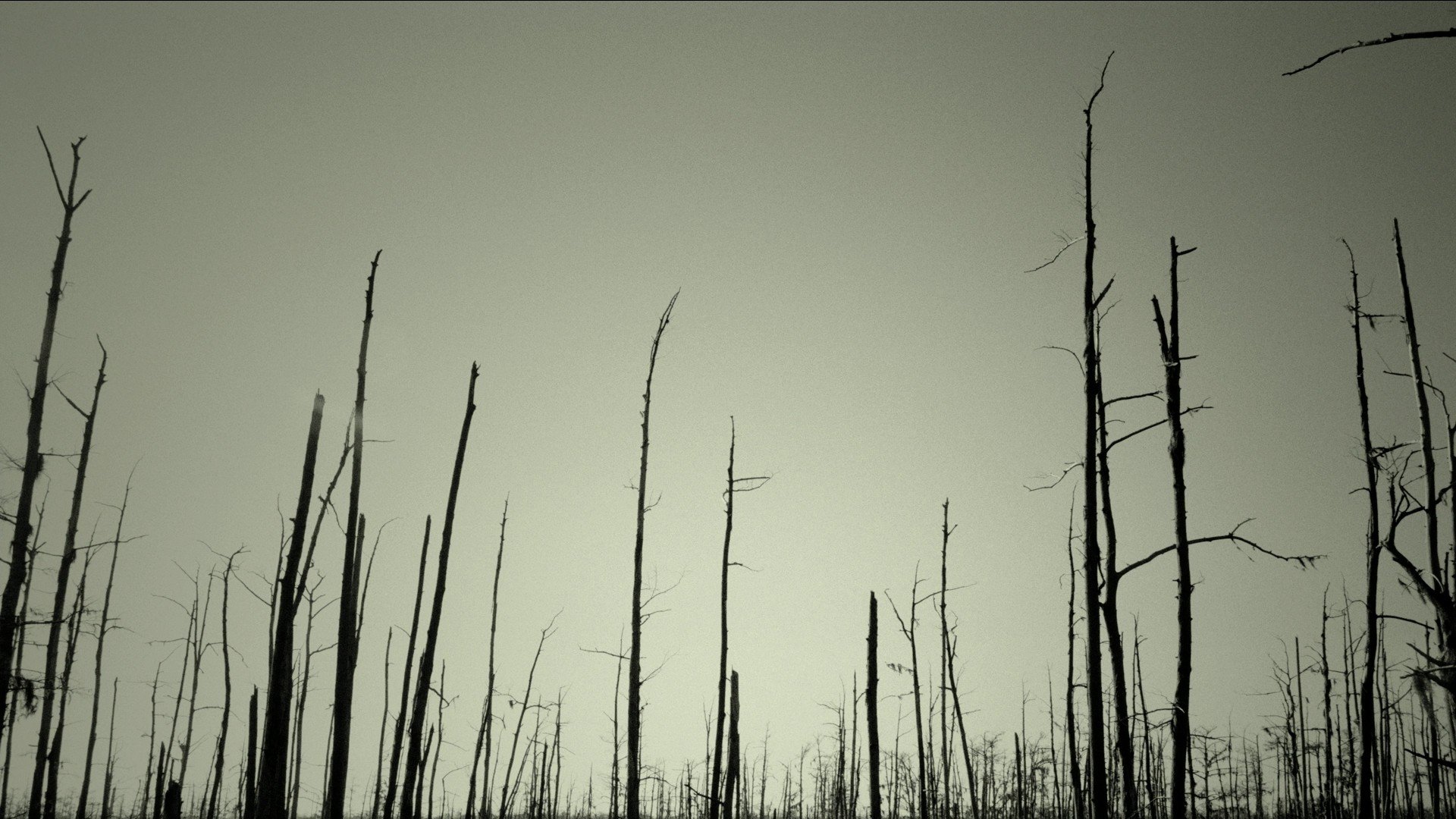 dead trees Wallpaper