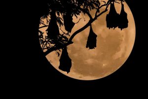 bats, Moon, Night, Simple background, Portrait display