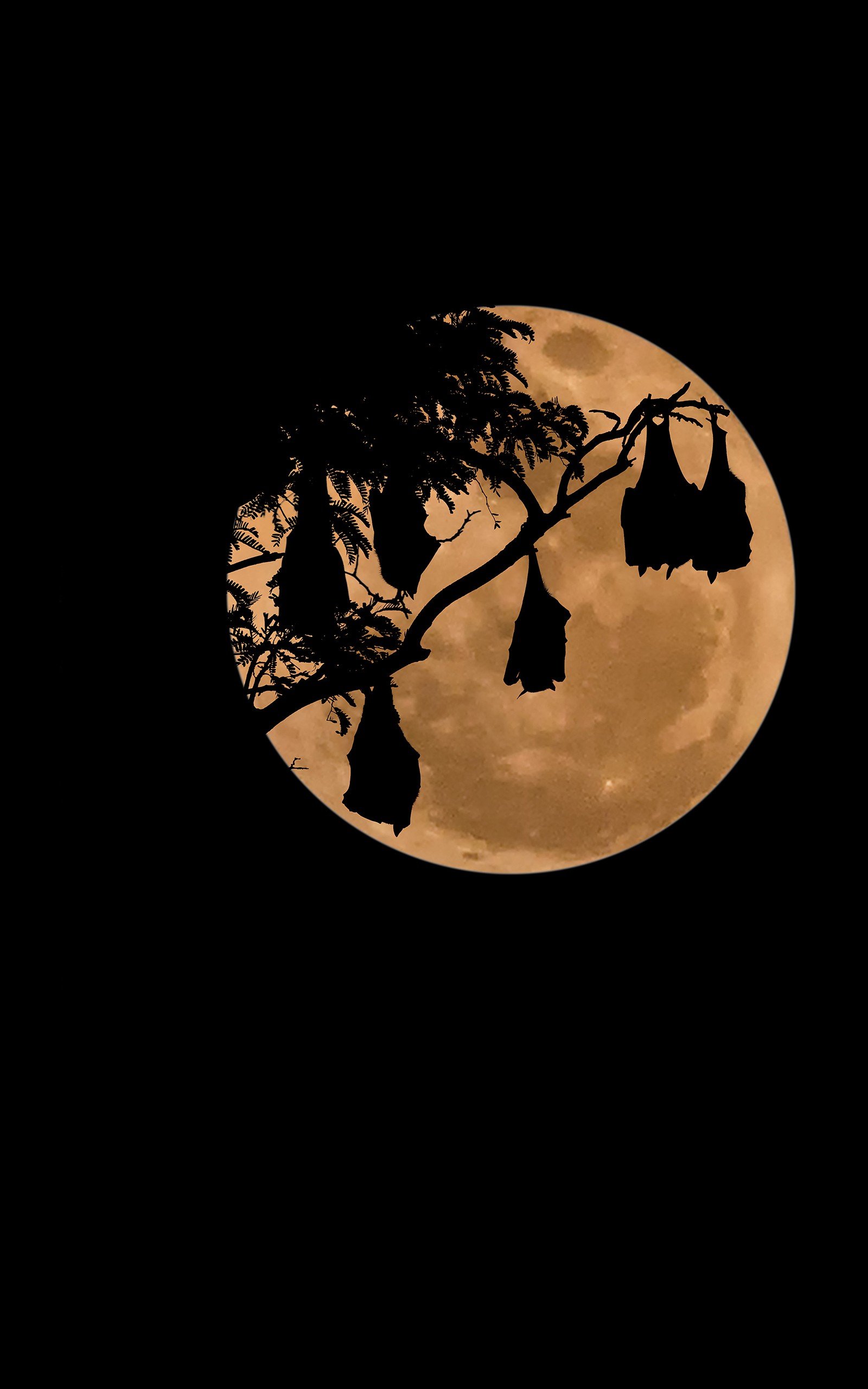 bats, Moon, Night, Simple background, Portrait display Wallpaper