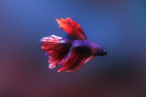 Siamese fighting fish, Fish, Low poly
