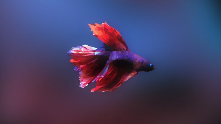 Siamese fighting fish, Fish, Low poly HD Wallpaper Desktop Background