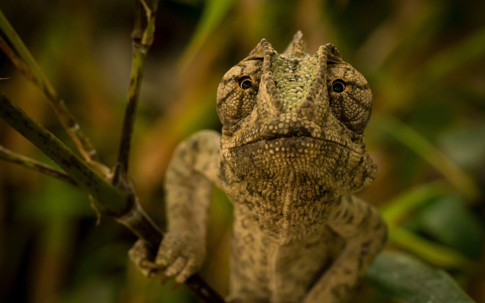chameleons Wallpaper