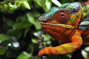 chameleons, Reptile, Colorful