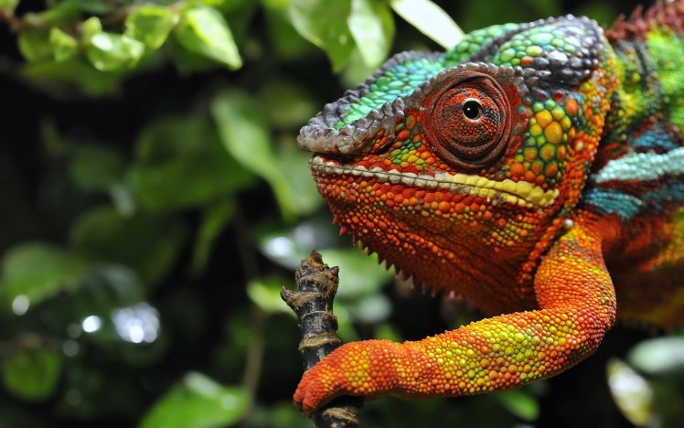 chameleons, Reptile, Colorful HD Wallpaper Desktop Background