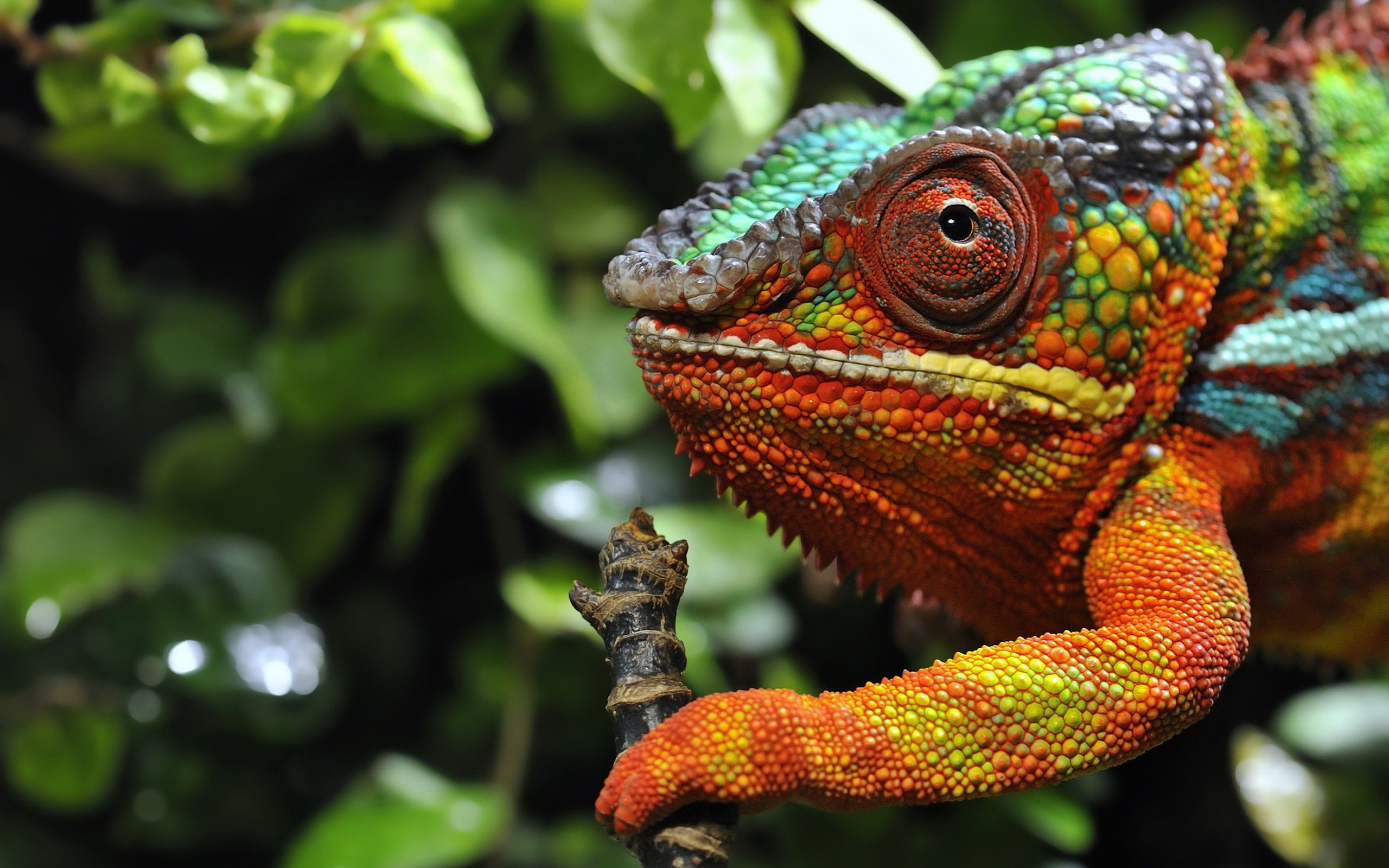 chameleons, Reptile, Colorful Wallpaper
