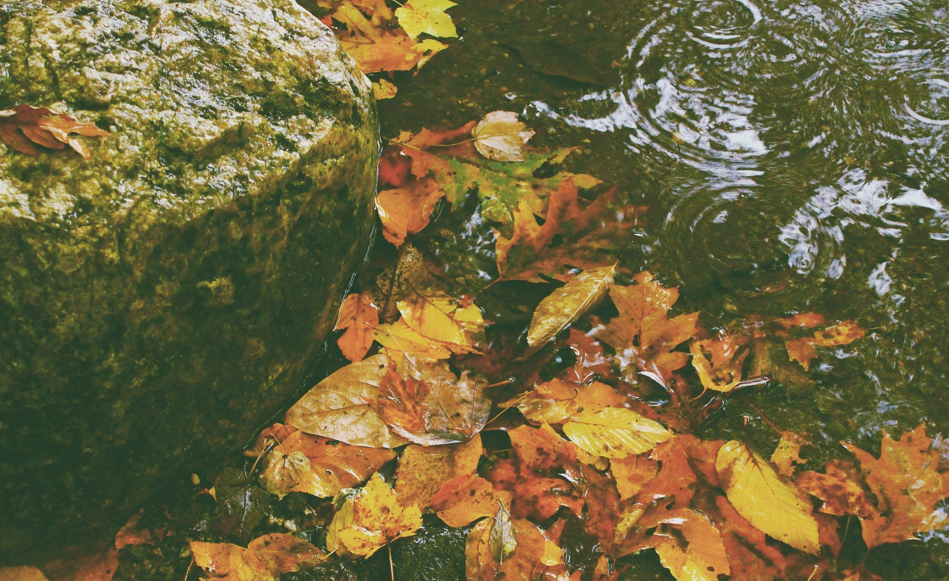 fall, Leaves Wallpaper