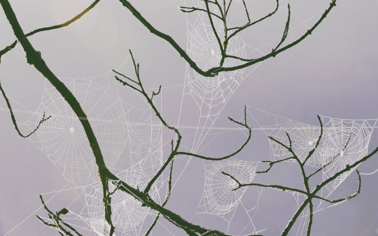 spider, Horror HD Wallpaper Desktop Background
