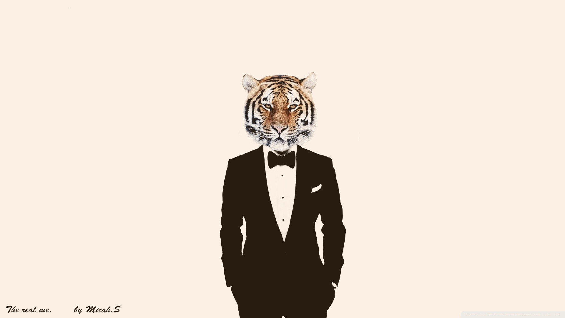 photo manipulation, Tiger, Suits Wallpaper