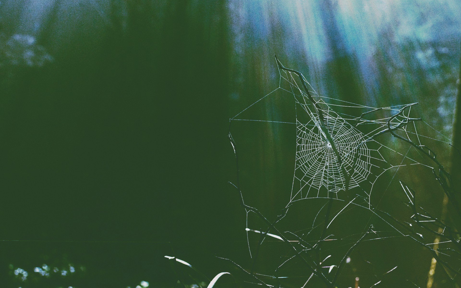 spider, Horror Wallpaper