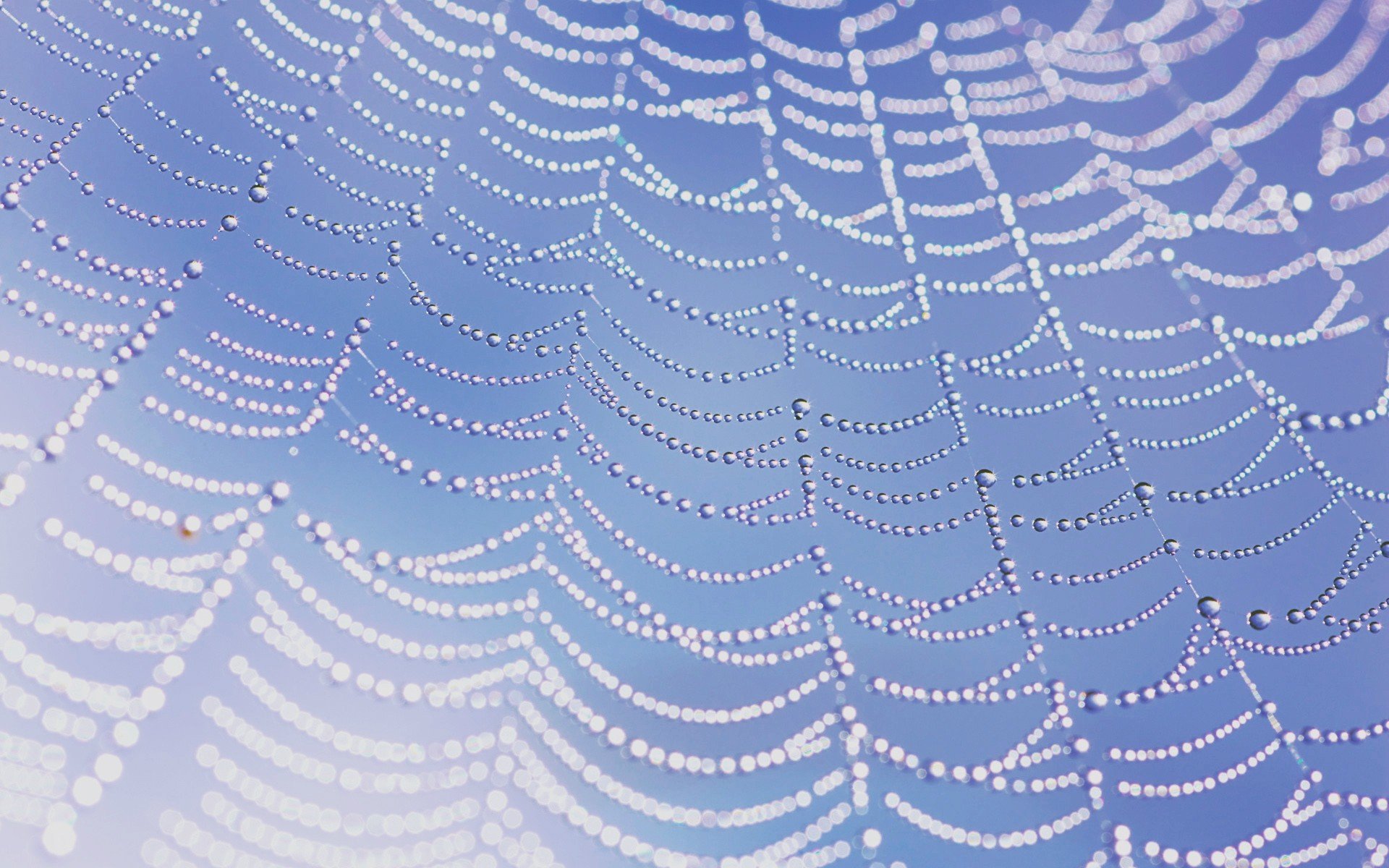 spider Wallpaper