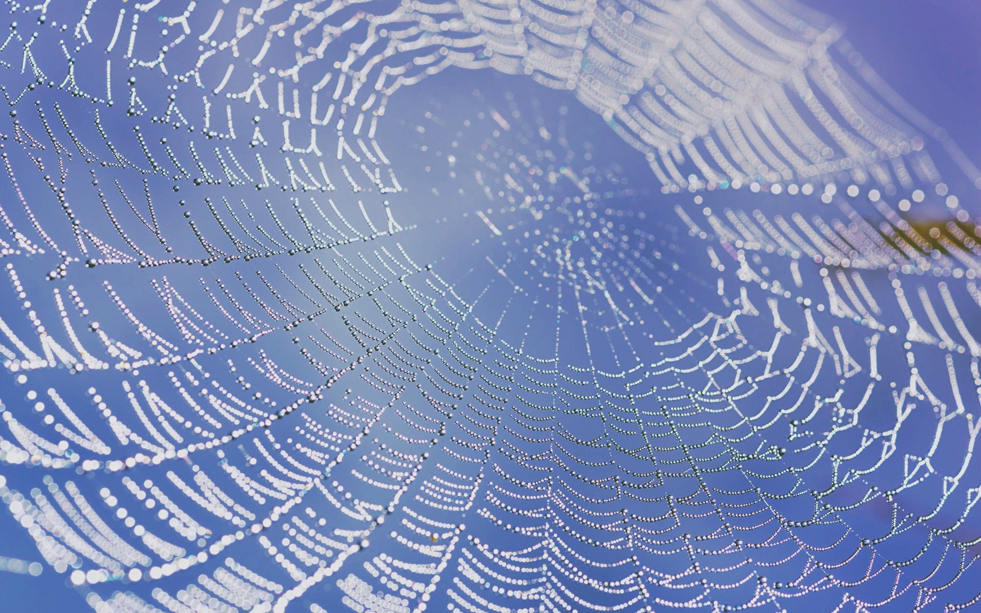 spider Wallpaper