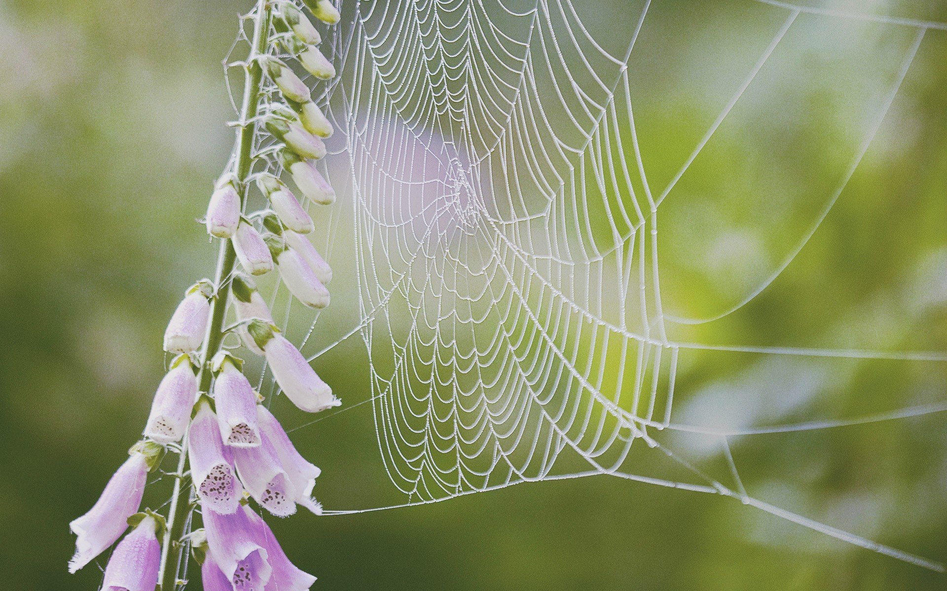 spider Wallpaper