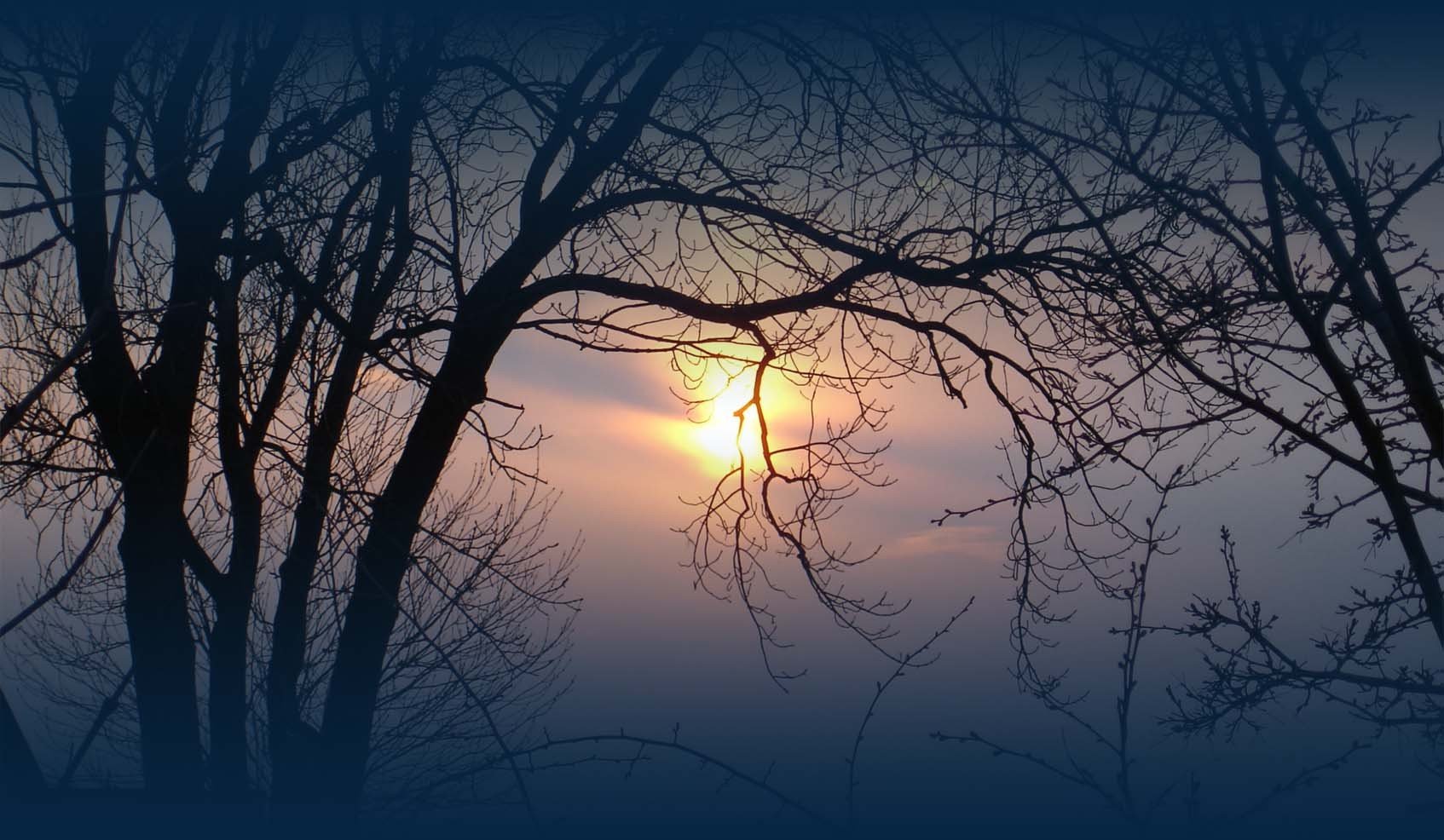 trees Wallpaper