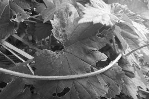 leaves, Gray, Monochrome