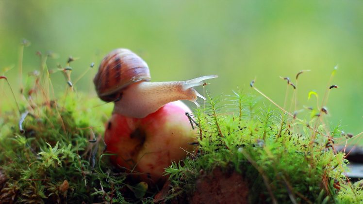 macro, Fruit, Moss, Snail HD Wallpaper Desktop Background