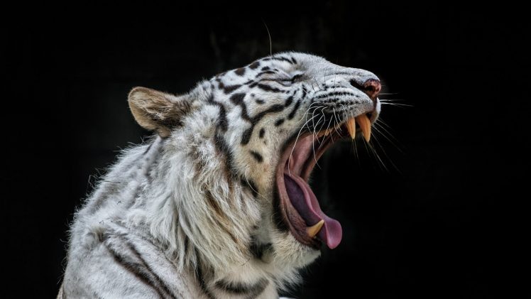 white tigers HD Wallpaper Desktop Background