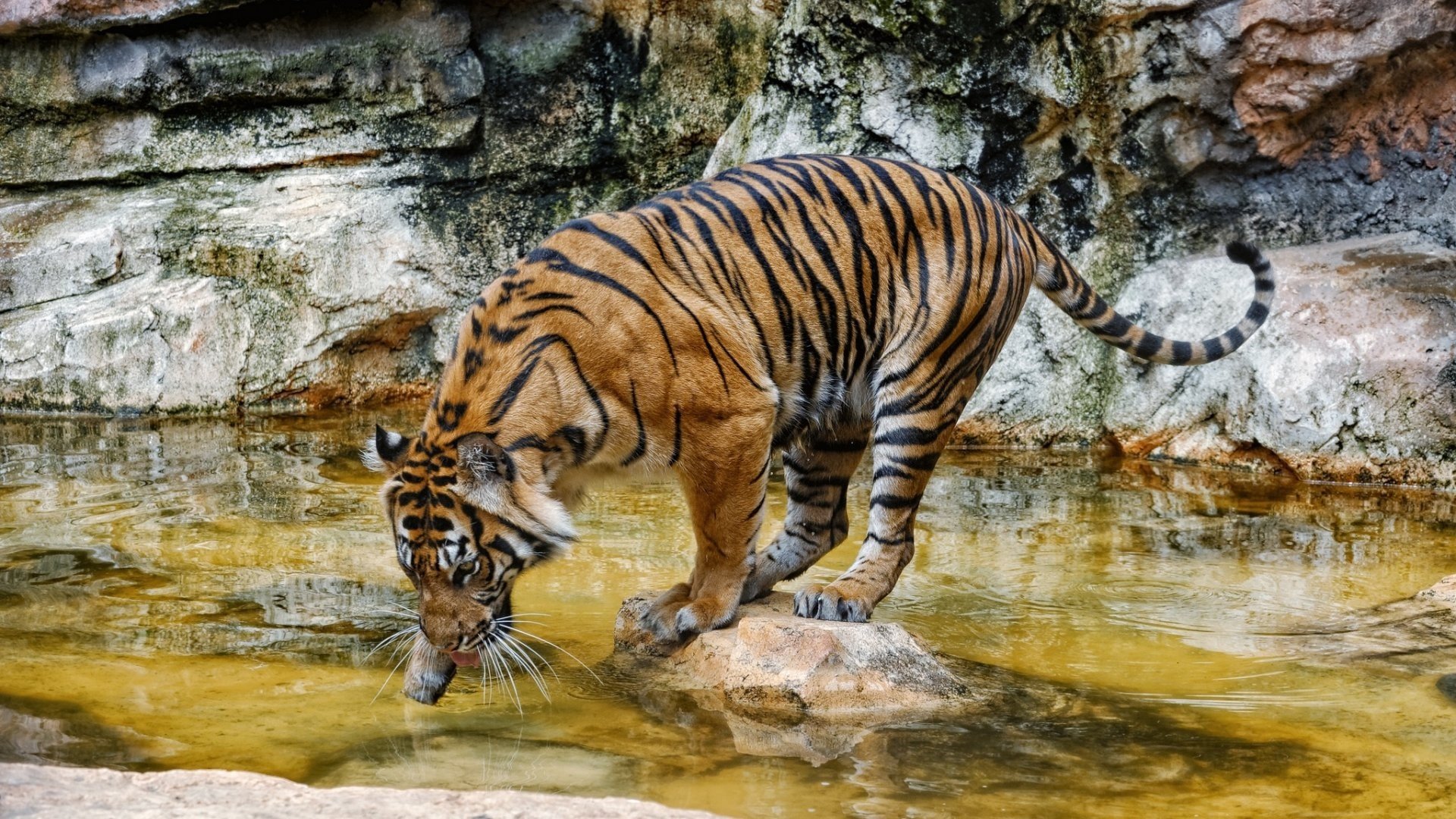 tiger Wallpaper