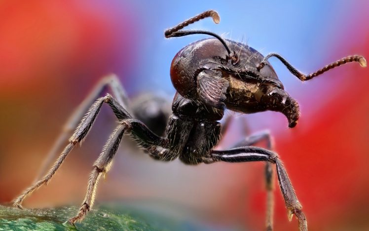 ants, Macro HD Wallpaper Desktop Background
