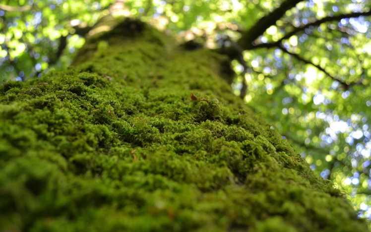 moss, Trees HD Wallpaper Desktop Background