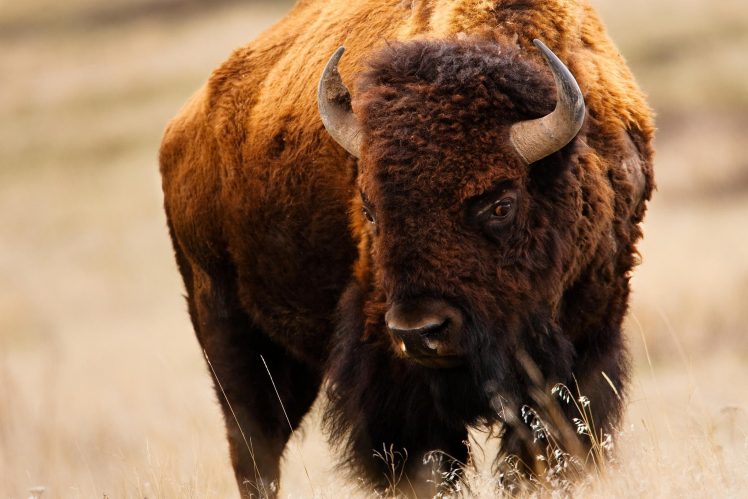 bison HD Wallpaper Desktop Background