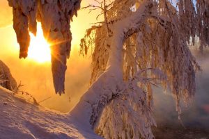 trees, Snow, Sun