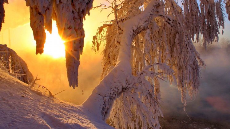 trees, Snow, Sun HD Wallpaper Desktop Background