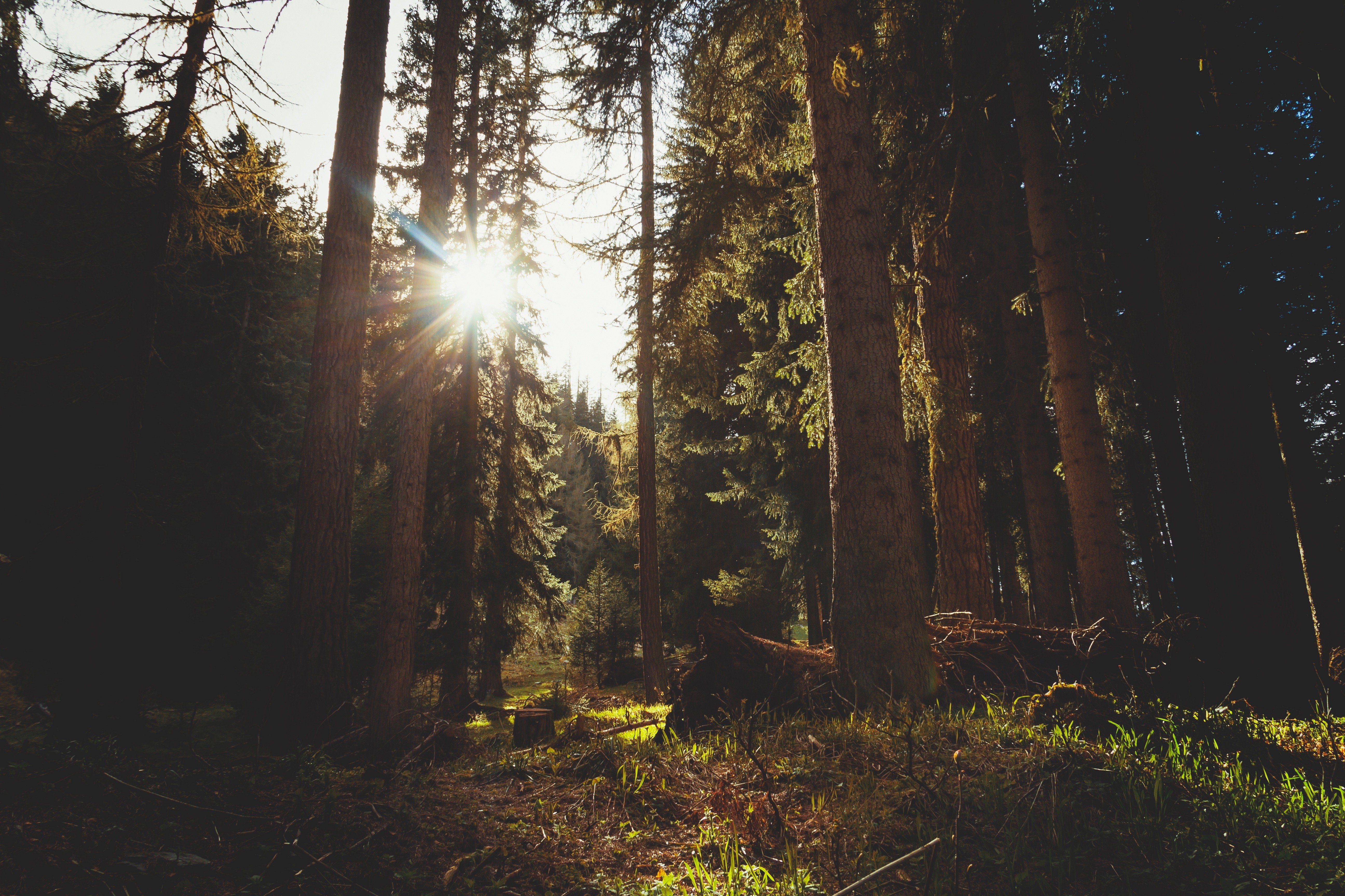 trees Wallpaper