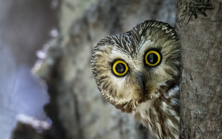 owl Wallpapers HD / Desktop and Mobile Backgrounds