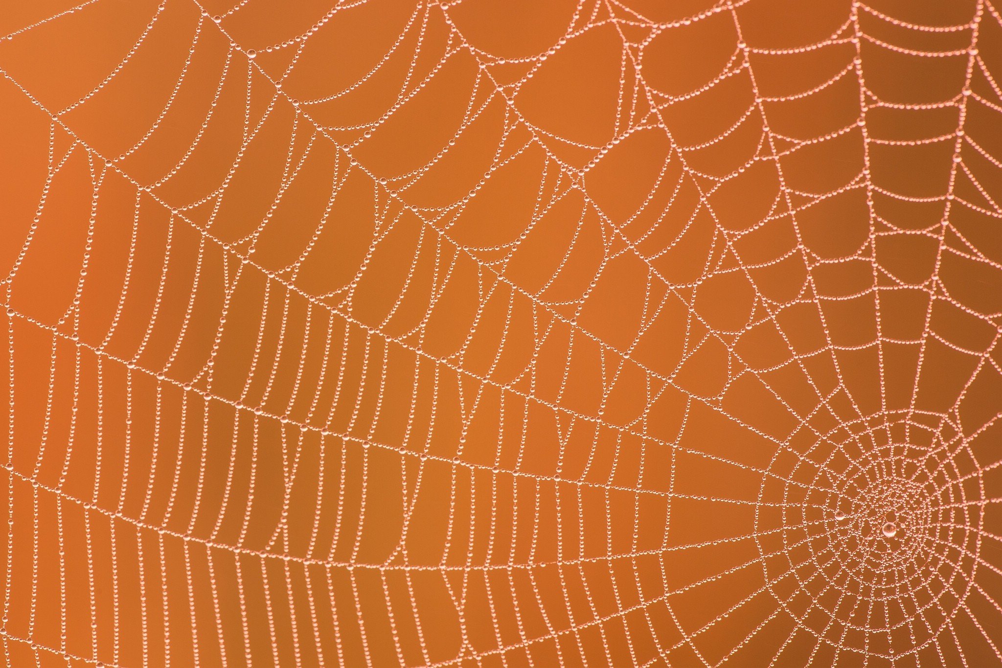 macro, Nets Wallpaper