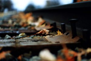 macro, Depth of field, Railway, Leaves