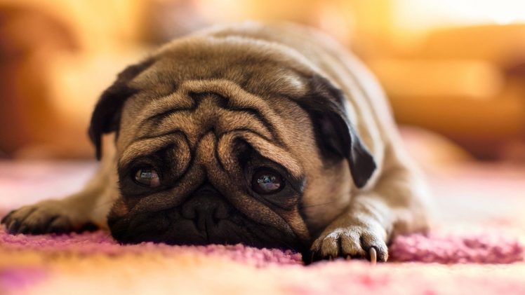 pug Wallpapers HD / Desktop and Mobile Backgrounds