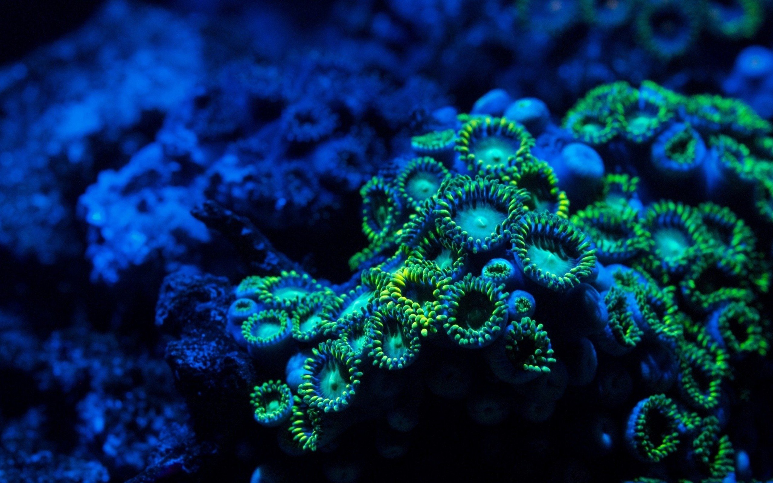 macro, Underwater Wallpaper