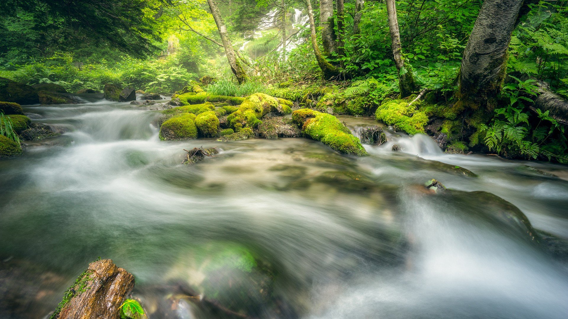 moss Wallpaper