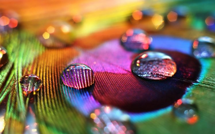 peacocks, Macro, Water drops, Colorful HD Wallpaper Desktop Background
