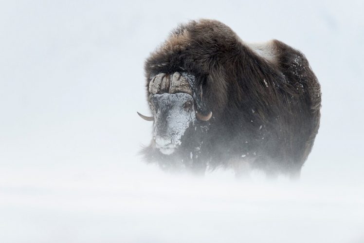 buffalo, Snow HD Wallpaper Desktop Background